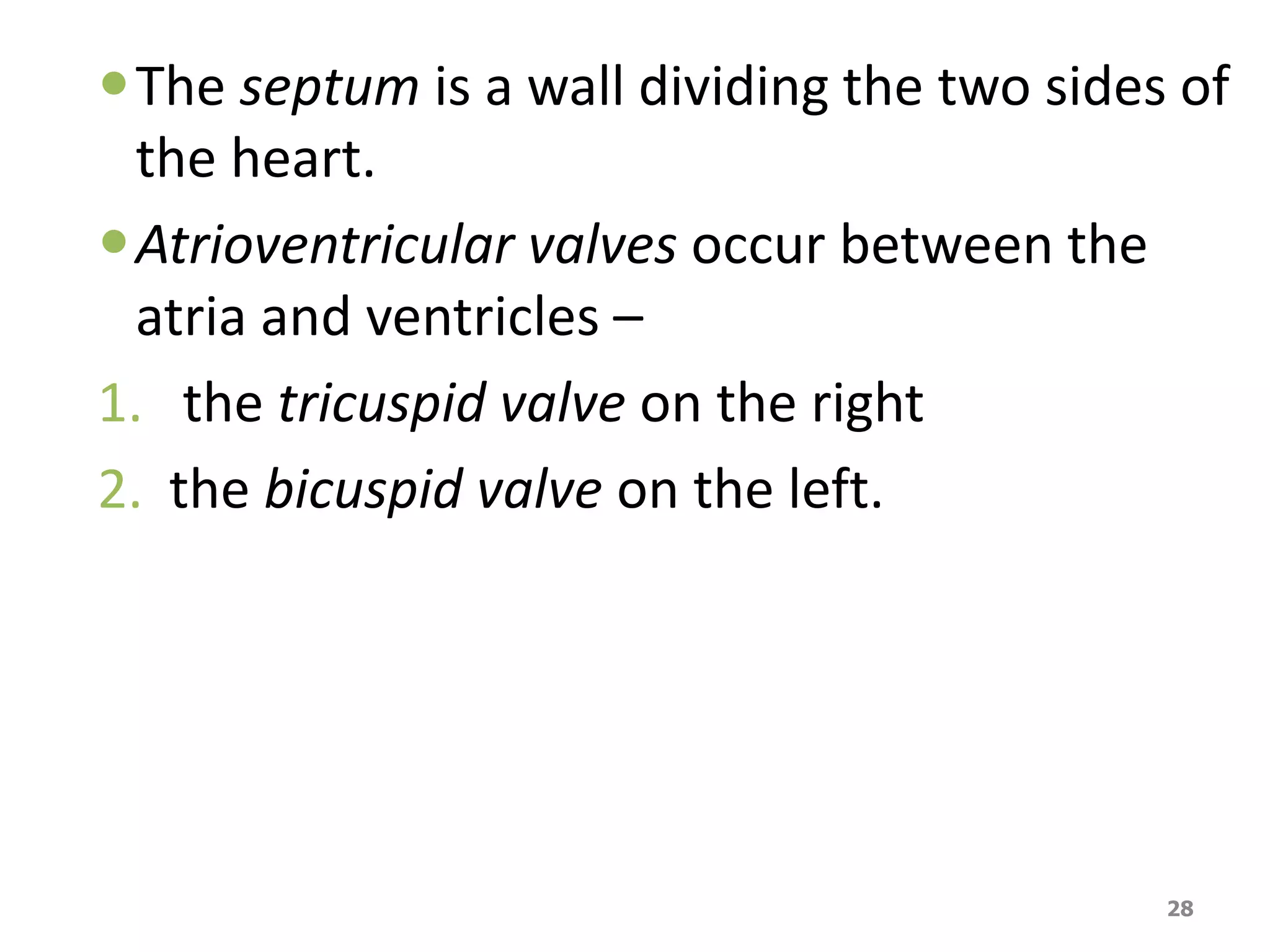 The septum is a wall dividing the two sides of 
the heart. 
Atrioventricular valves occur between the 
atria and ventricles – 
1. the tricuspid valve on the right 
2. the bicuspid valve on the left. 
28 
 