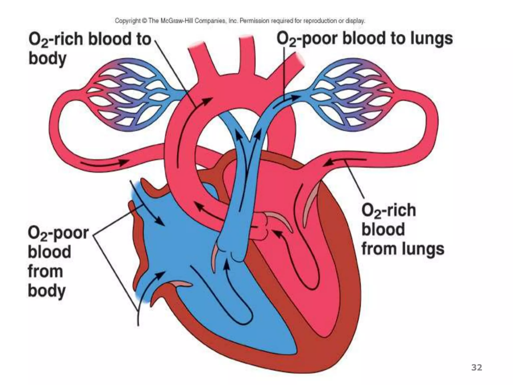 DVM.PHD Firas hayajneh 32 
 