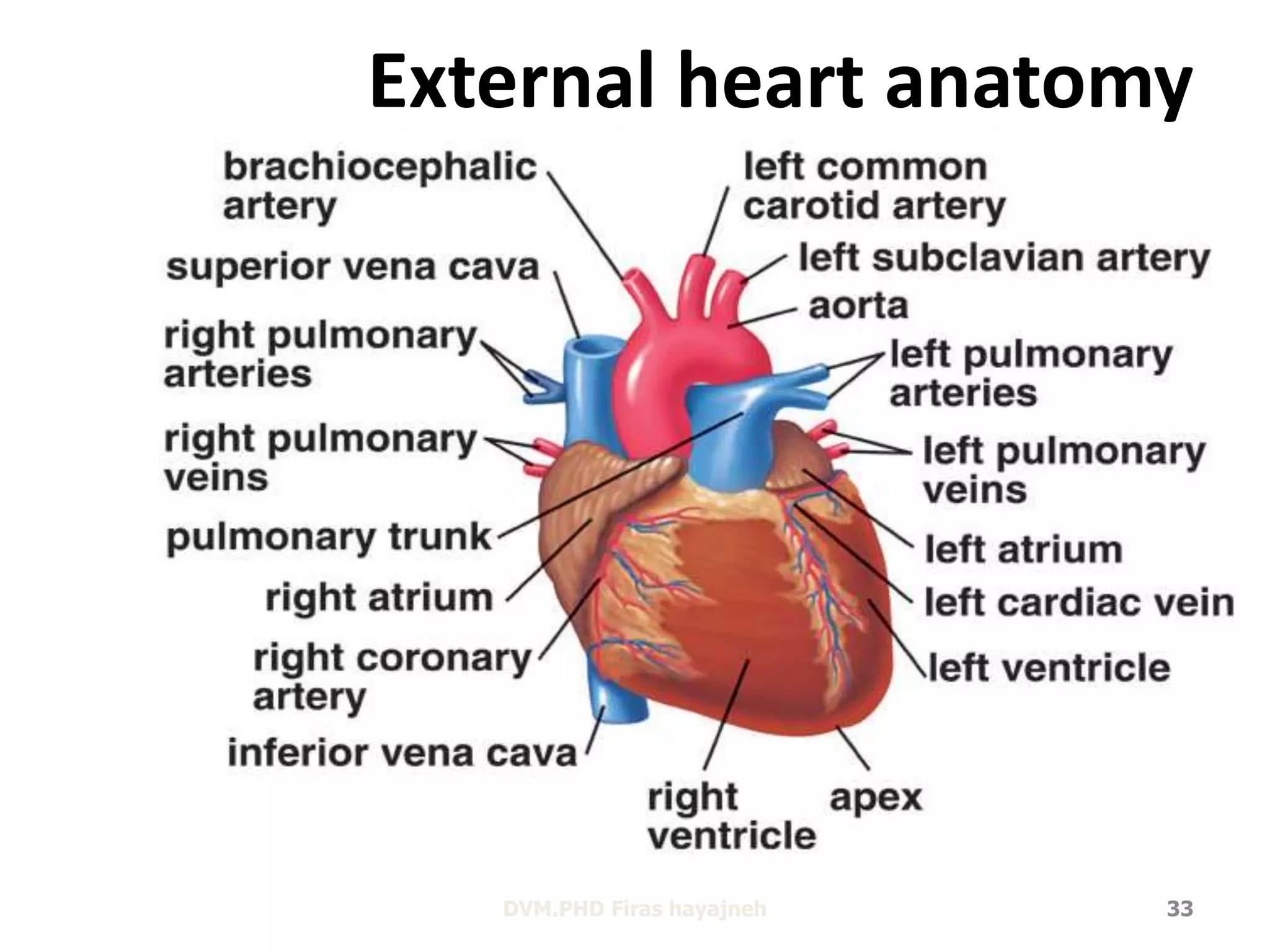 External heart anatomy 
DVM.PHD Firas hayajneh 33 
 
