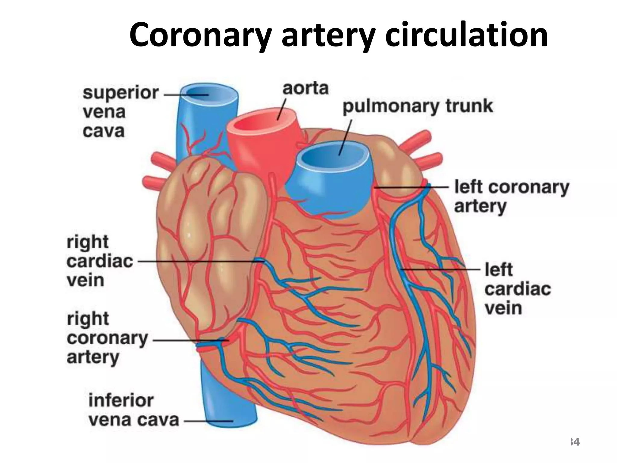 Coronary artery circulation 
DVM.PHD Firas hayajneh 34 
 