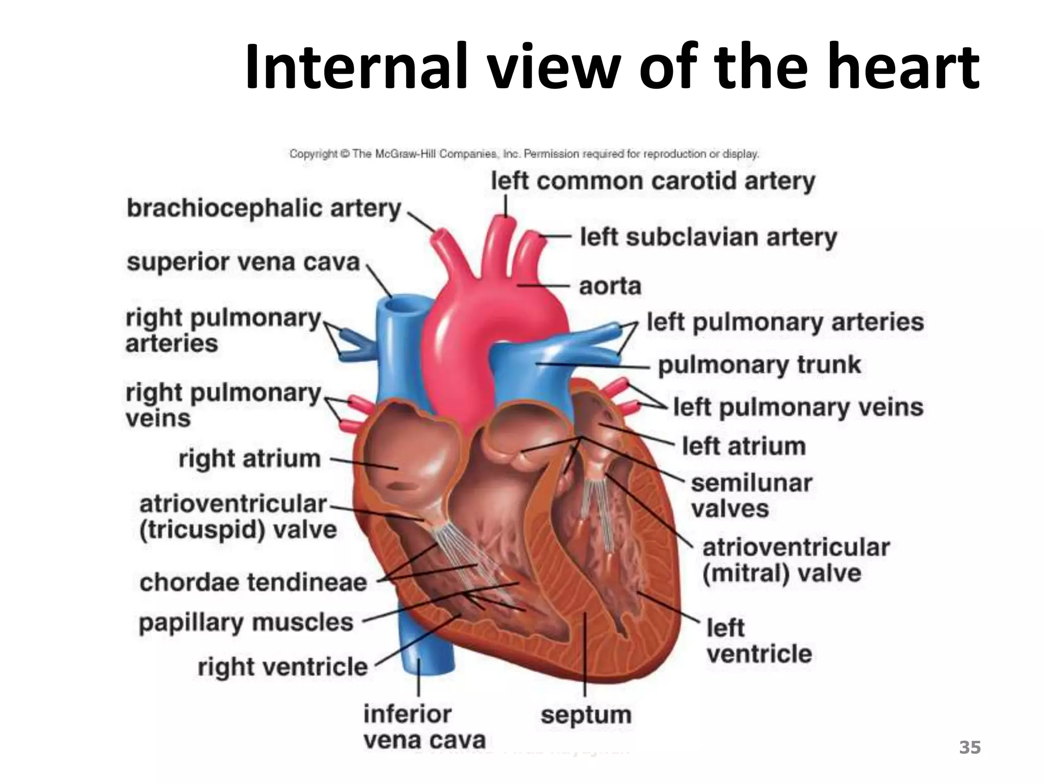 Internal view of the heart 
DVM.PHD Firas hayajneh 35 
 