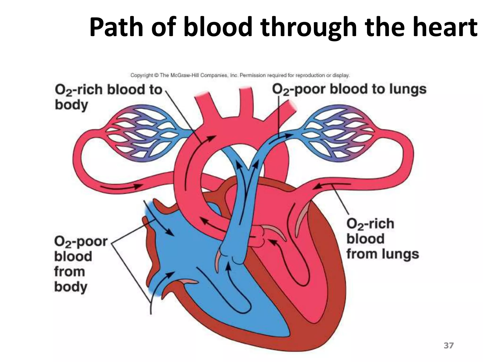 Path of blood through the heart 
DVM.PHD Firas hayajneh 37 
 