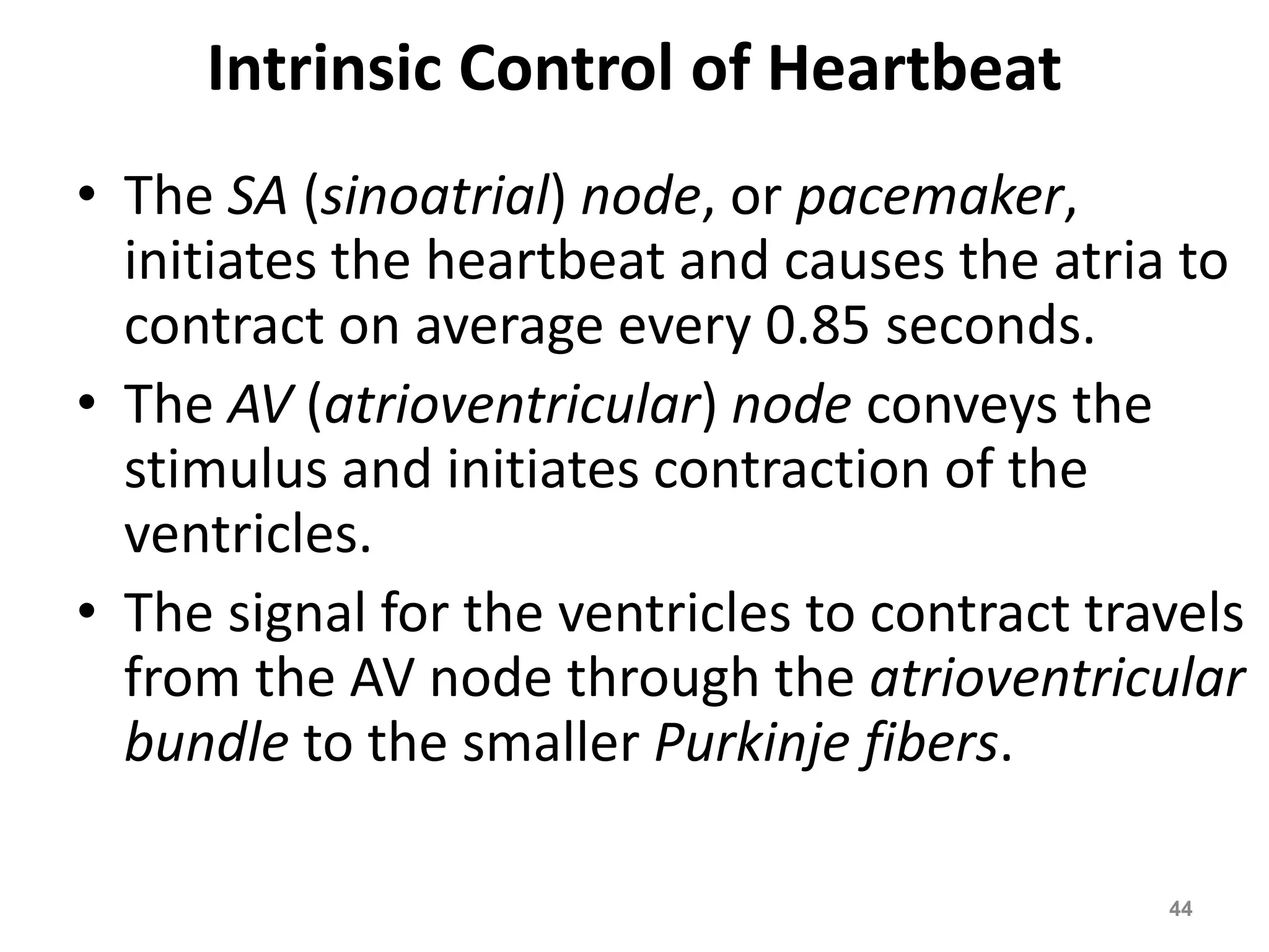Intrinsic Control of Heartbeat 
• The SA (sinoatrial) node, or pacemaker, 
initiates the heartbeat and causes the atria to 
contract on average every 0.85 seconds. 
• The AV (atrioventricular) node conveys the 
stimulus and initiates contraction of the 
ventricles. 
• The signal for the ventricles to contract travels 
from the AV node through the atrioventricular 
bundle to the smaller Purkinje fibers. 
44 
 