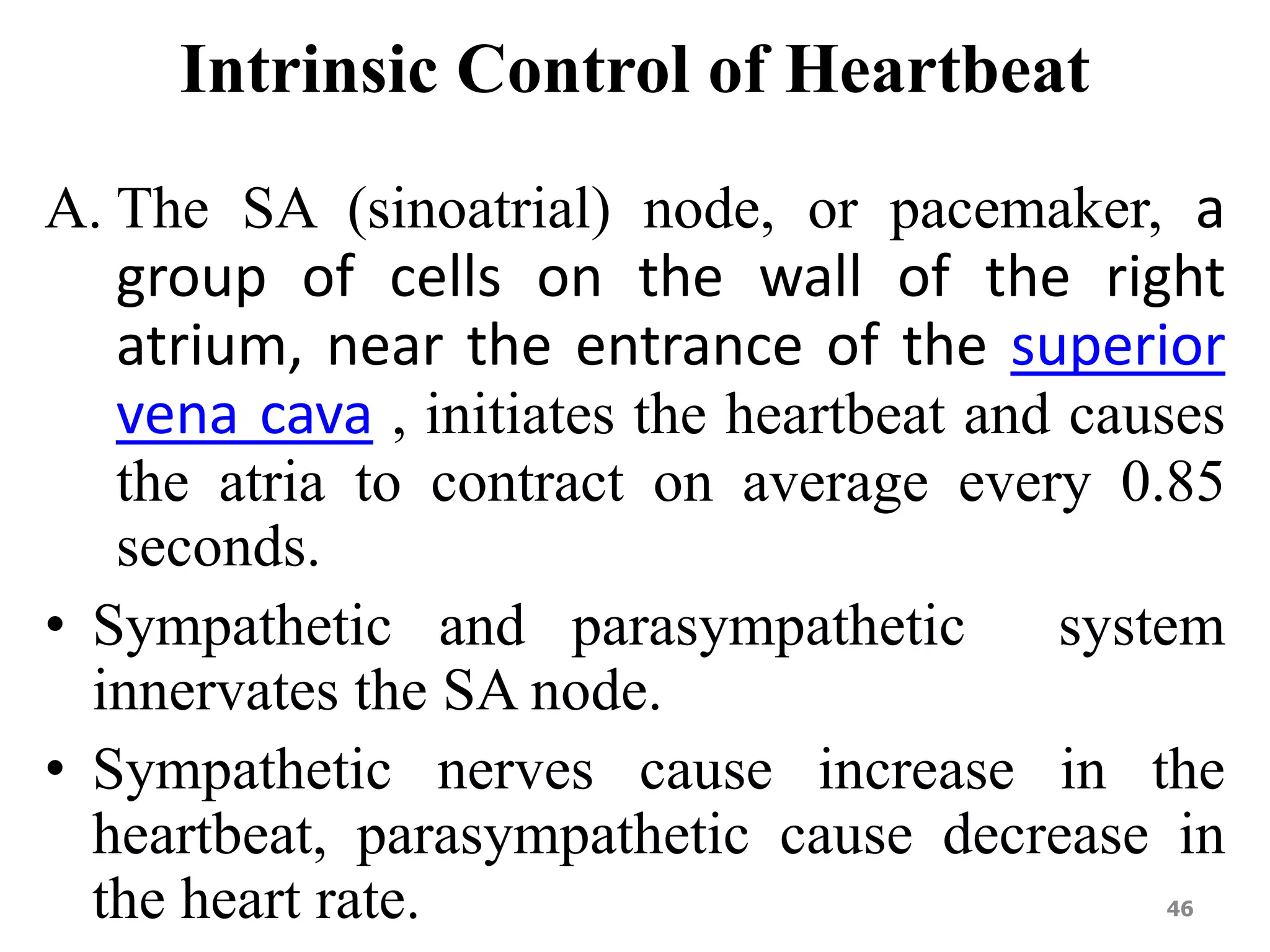 Intrinsic Control of Heartbeat 
A. The SA (sinoatrial) node, or pacemaker, a 
group of cells on the wall of the right 
atrium, near the entrance of the superior 
vena cava , initiates the heartbeat and causes 
the atria to contract on average every 0.85 
seconds. 
• Sympathetic and parasympathetic system 
innervates the SA node. 
• Sympathetic nerves cause increase in the 
heartbeat, parasympathetic cause decrease in 
the heart rate. 46 
 