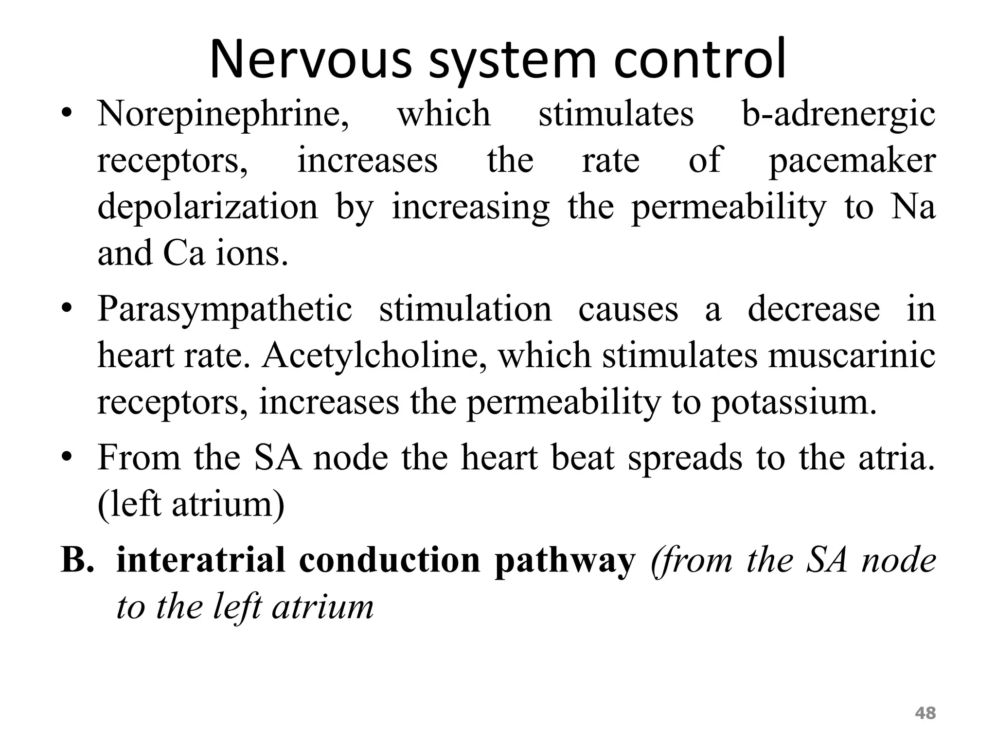 Nervous system control 
• Norepinephrine, which stimulates b-adrenergic 
receptors, increases the rate of pacemaker 
depolarization by increasing the permeability to Na 
and Ca ions. 
• Parasympathetic stimulation causes a decrease in 
heart rate. Acetylcholine, which stimulates muscarinic 
receptors, increases the permeability to potassium. 
• From the SA node the heart beat spreads to the atria. 
(left atrium) 
B. interatrial conduction pathway (from the SA node 
to the left atrium 
48 
 