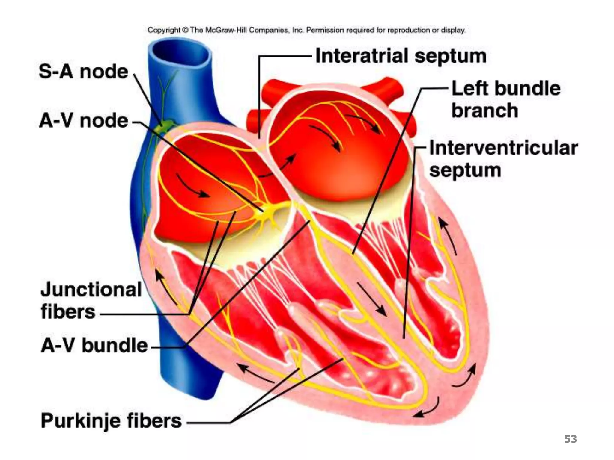 Conduction system of the heart 
53 
 