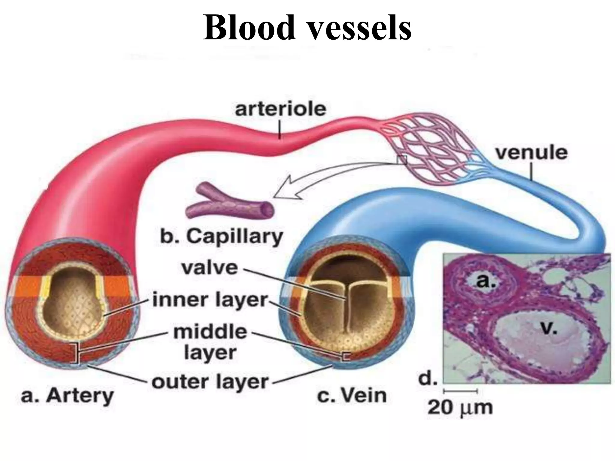 Blood vessels 
DVM.PHD Firas hayajneh 6 
 