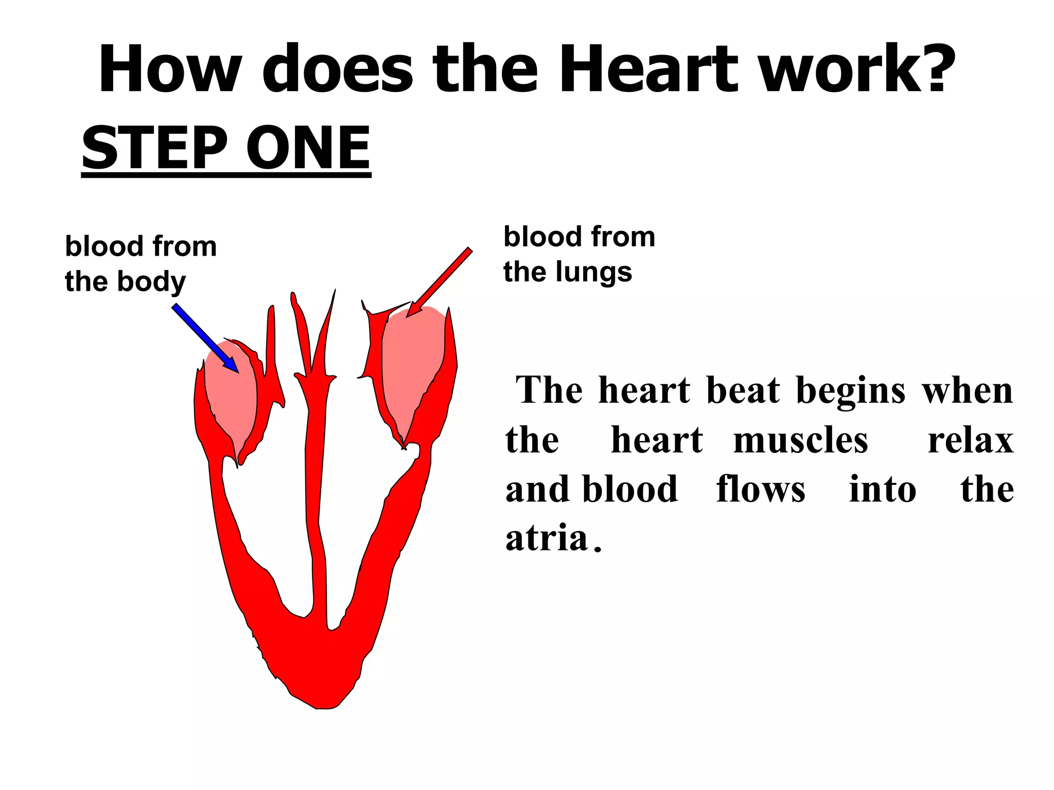 How does the Heart work? 
blood from 
the body 
blood from 
the lungs 
The heart beat begins when 
the heart muscles relax 
and blood flows into the 
atria. 
STEP ONE 
 