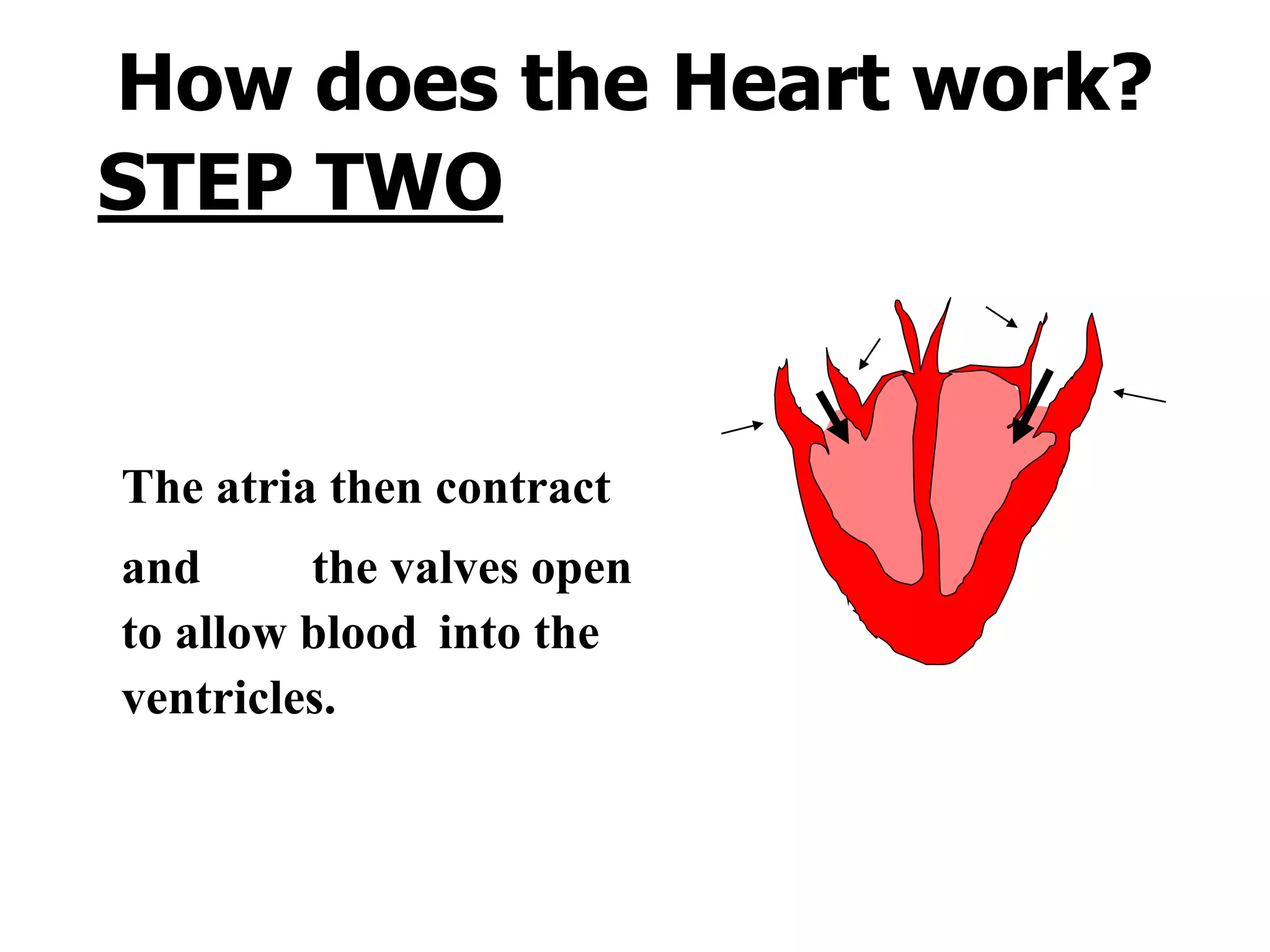 How does the Heart work? 
STEP TWO 
The atria then contract 
and the valves open 
to allow blood into the 
ventricles. 
 
