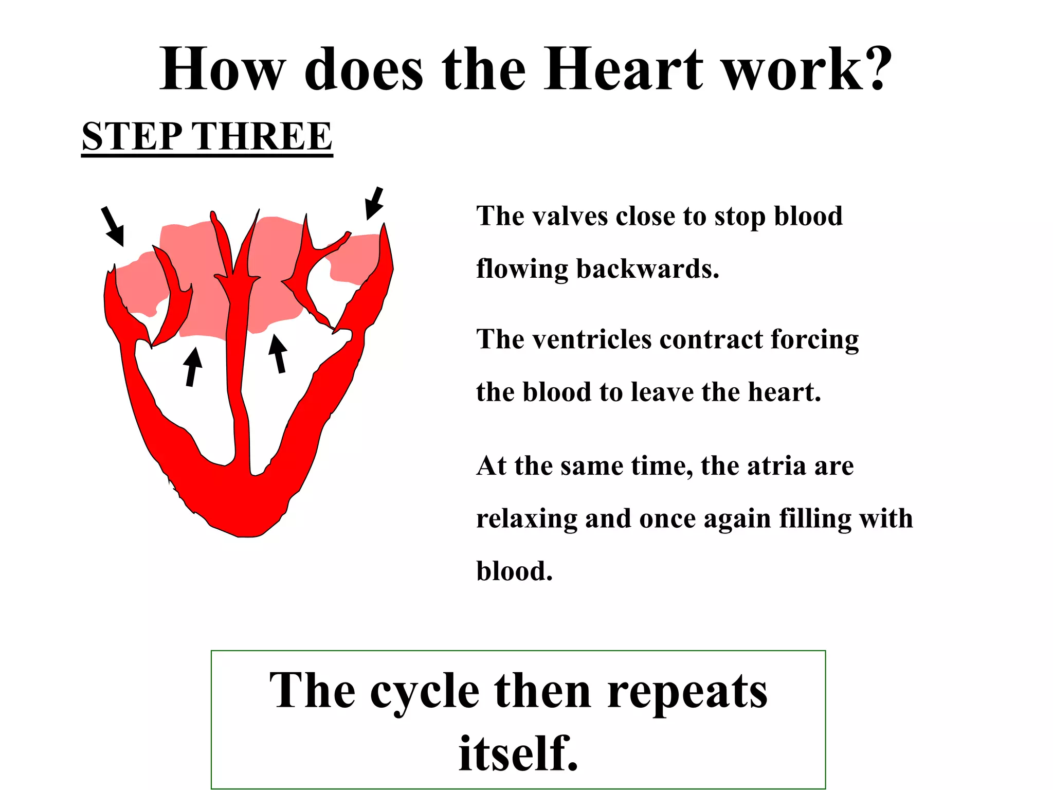 How does the Heart work? 
The valves close to stop blood 
flowing backwards. 
The ventricles contract forcing 
the blood to leave the heart. 
At the same time, the atria are 
relaxing and once again filling with 
blood. 
The cycle then repeats 
itself. 
STEP THREE 
 