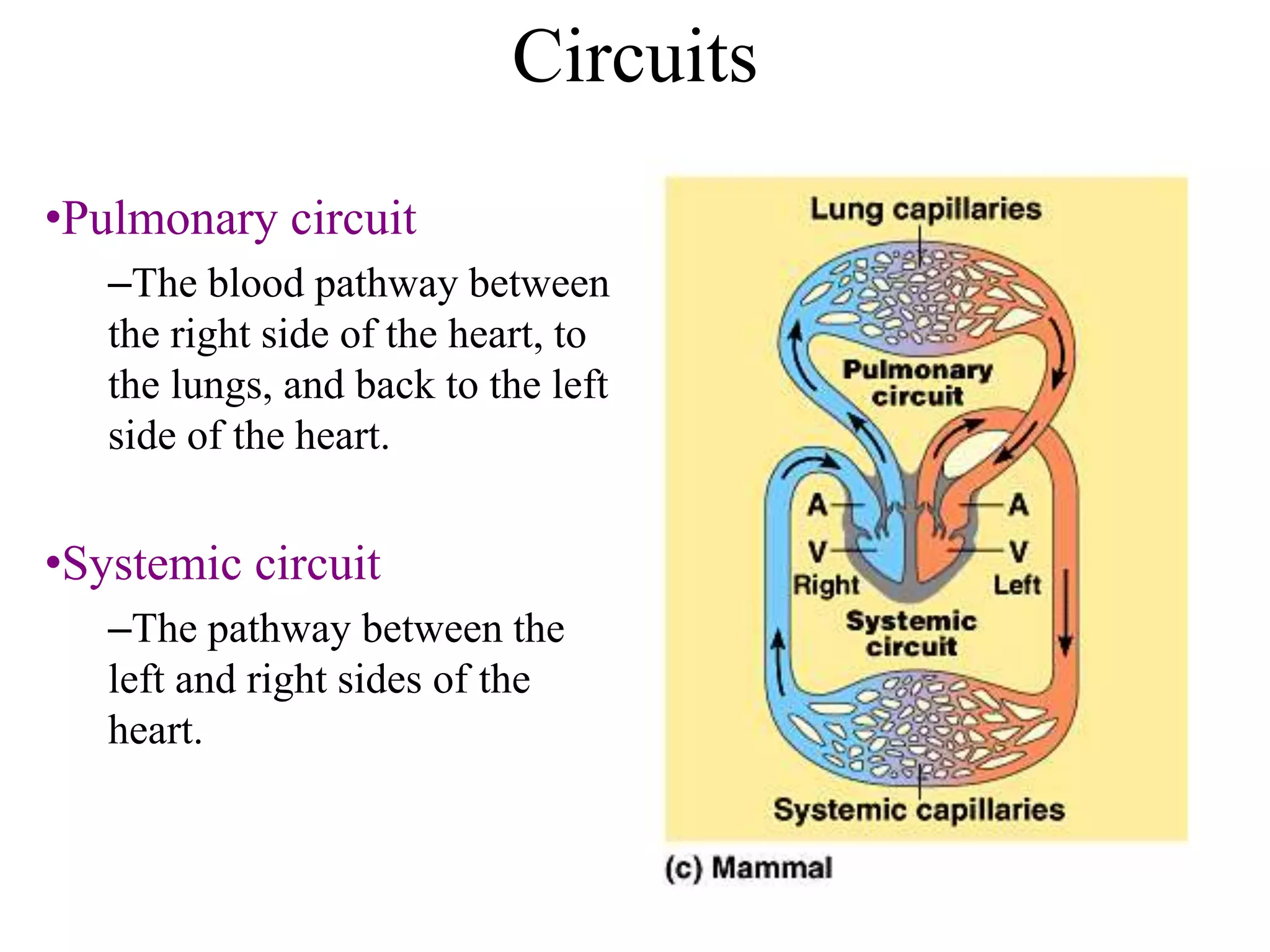 Circuits 
•Pulmonary circuit 
–The blood pathway between 
the right side of the heart, to 
the lungs, and back to the left 
side of the heart. 
•Systemic circuit 
–The pathway between the 
left and right sides of the 
heart. 
 
