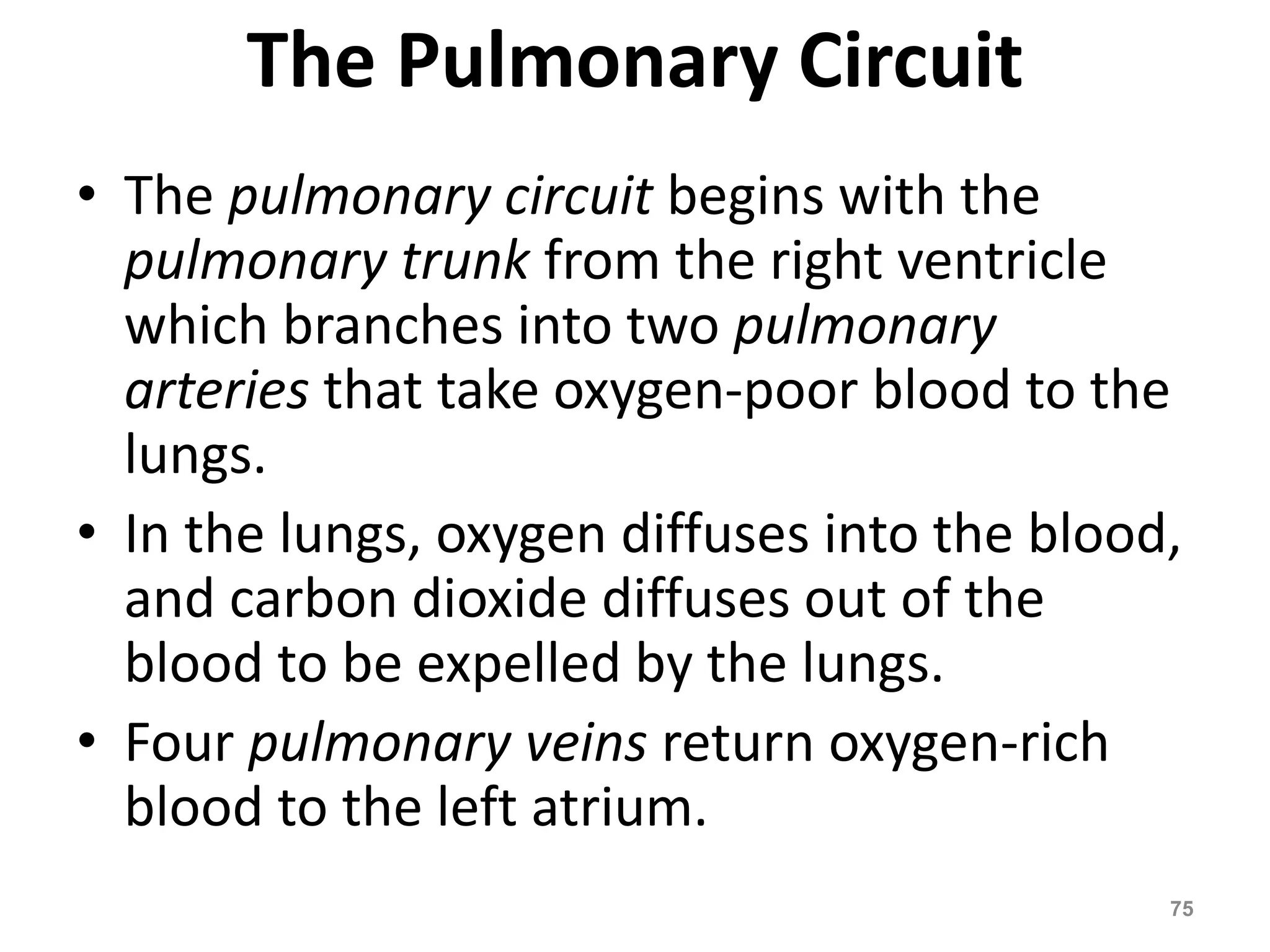 The Pulmonary Circuit 
• The pulmonary circuit begins with the 
pulmonary trunk from the right ventricle 
which branches into two pulmonary 
arteries that take oxygen-poor blood to the 
lungs. 
• In the lungs, oxygen diffuses into the blood, 
and carbon dioxide diffuses out of the 
blood to be expelled by the lungs. 
• Four pulmonary veins return oxygen-rich 
blood to the left atrium. 
75 
 