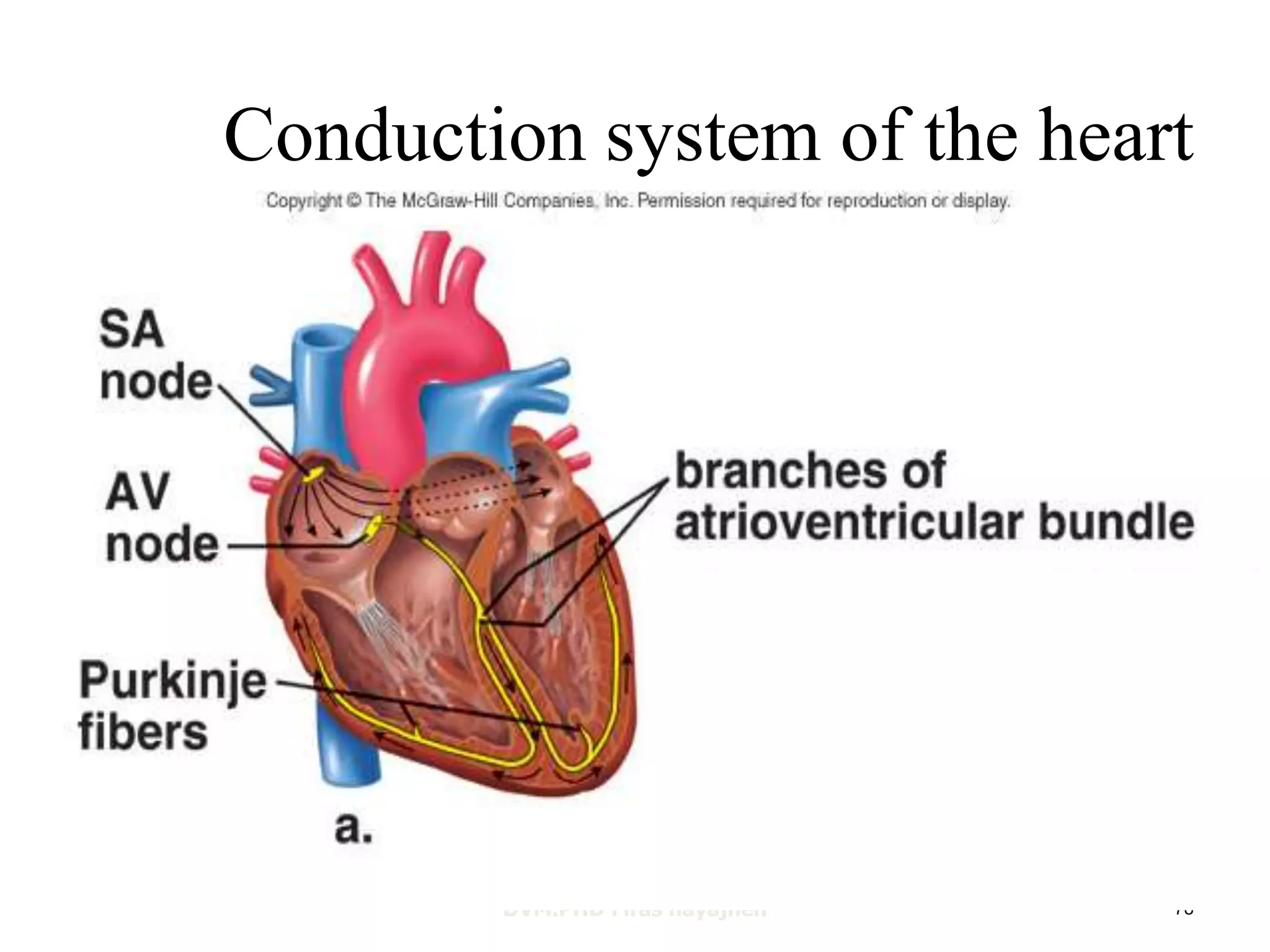 Conduction system of the heart 
DVM.PHD Firas hayajneh 78 
 