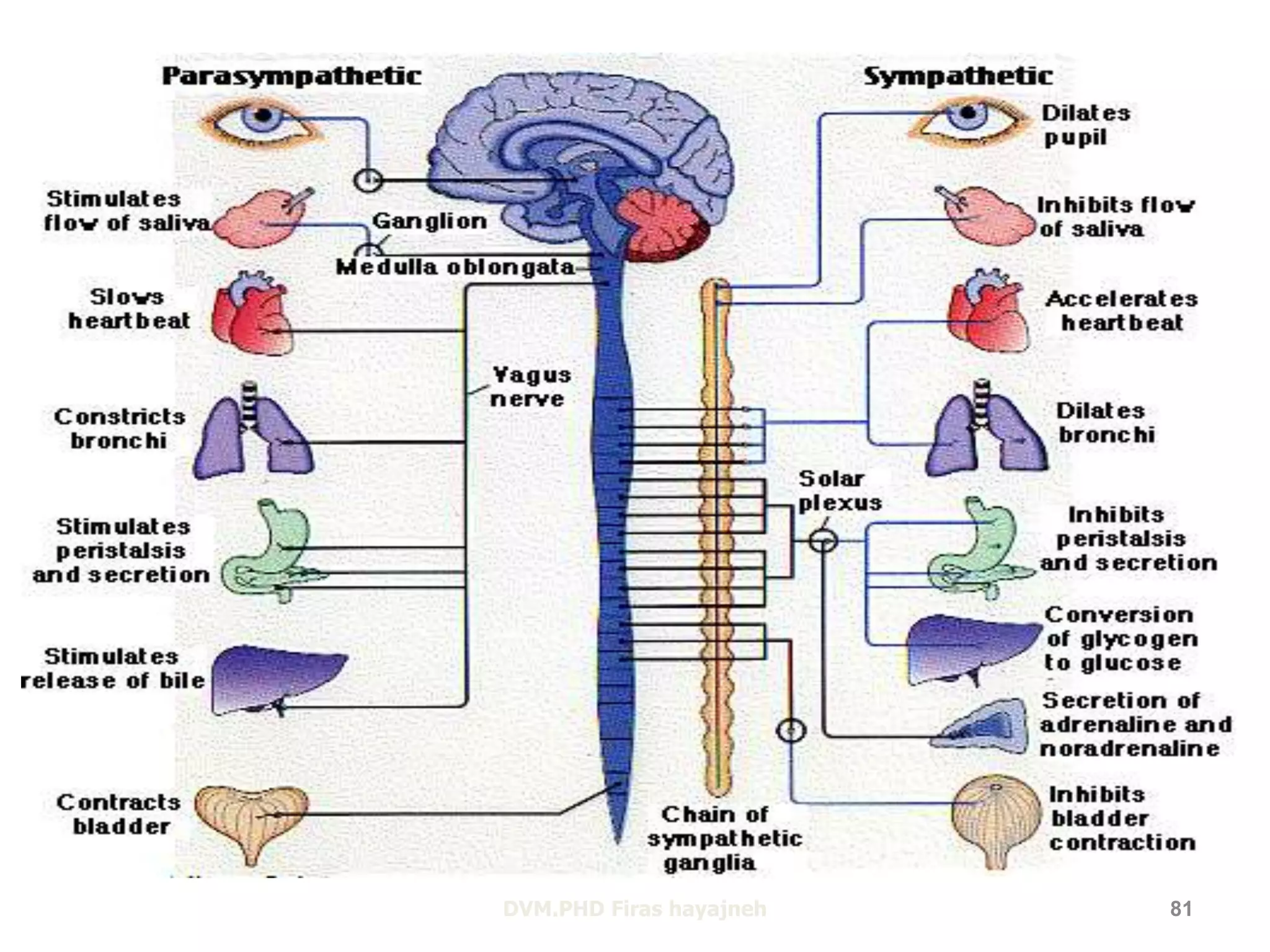 DVM.PHD Firas hayajneh 81 
 