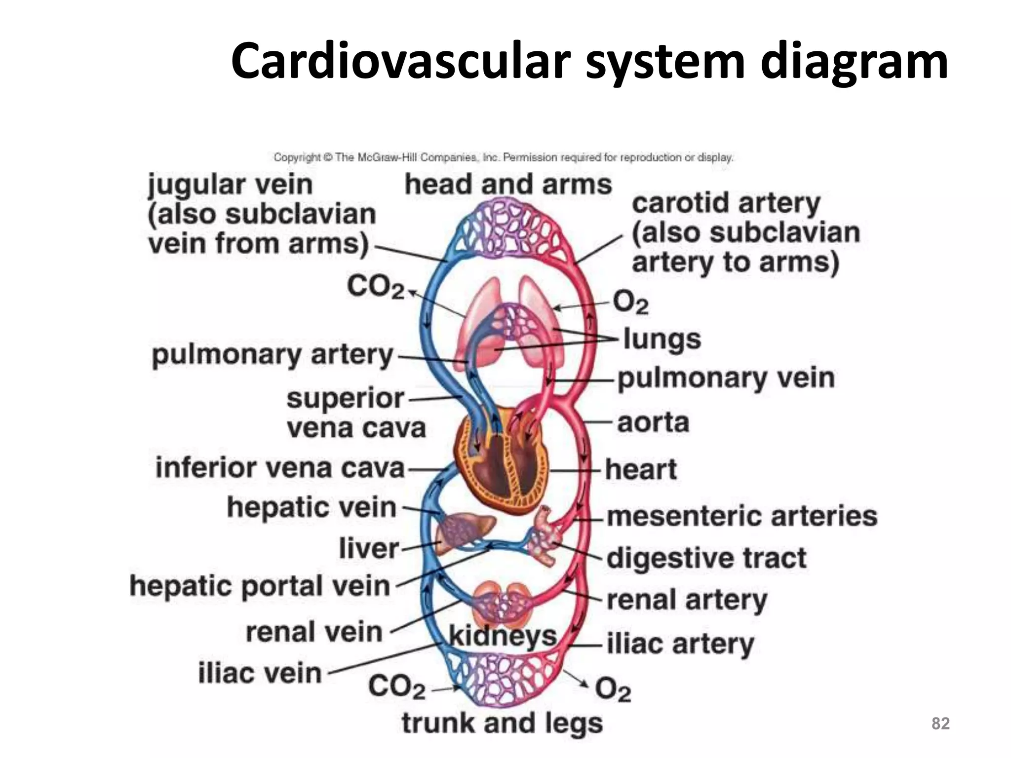Cardiovascular system diagram 
DVM.PHD Firas hayajneh 82 
 