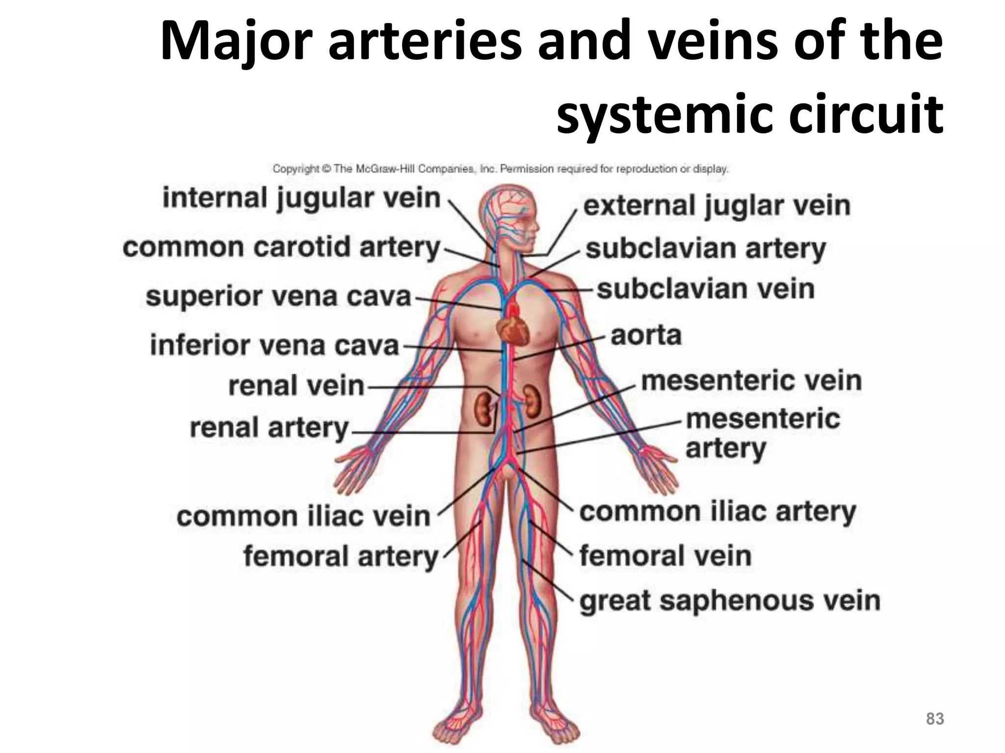 Major arteries and veins of the 
systemic circuit 
DVM.PHD Firas hayajneh 83 
 