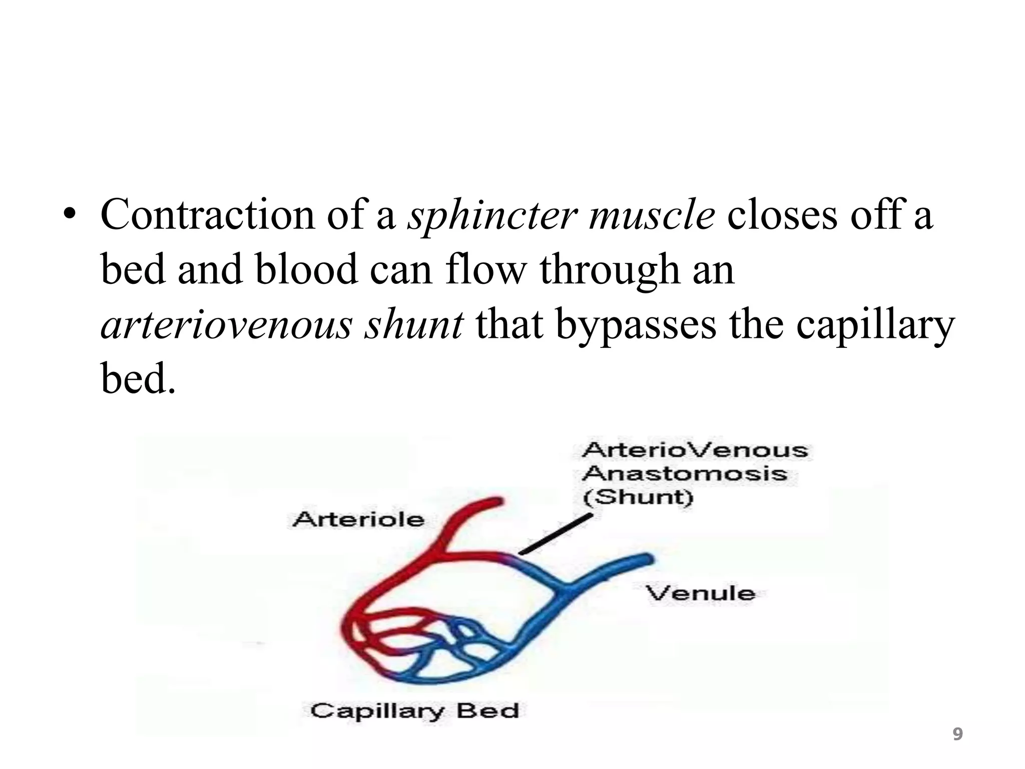 • Contraction of a sphincter muscle closes off a 
bed and blood can flow through an 
arteriovenous shunt that bypasses the capillary 
bed. 
9 
 