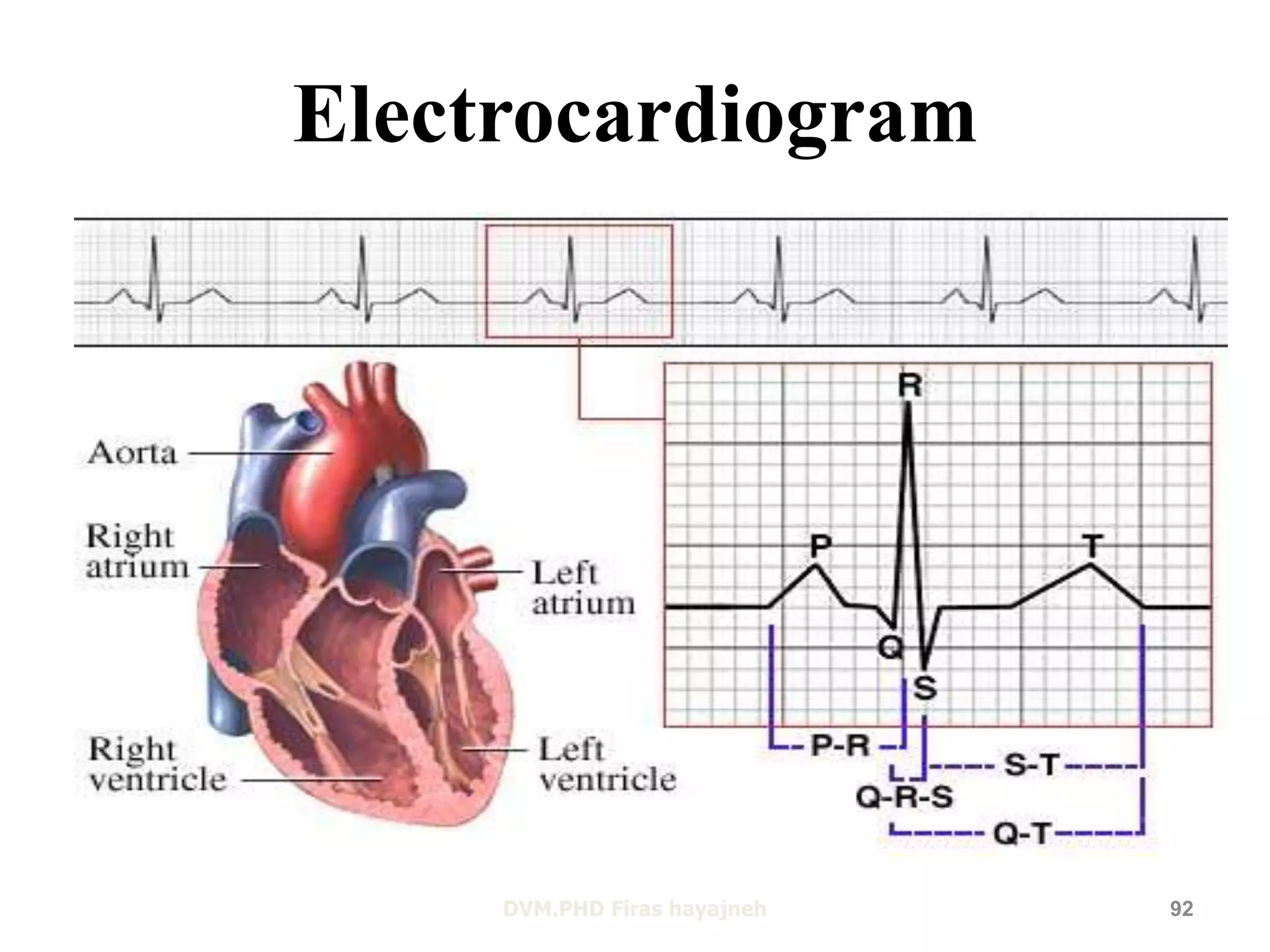 Electrocardiogram 
DVM.PHD Firas hayajneh 92 
 