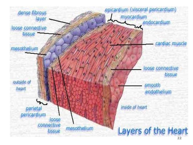 cardiovascular system cardiovascular system, Muscles