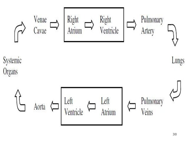 Cardiovascular system