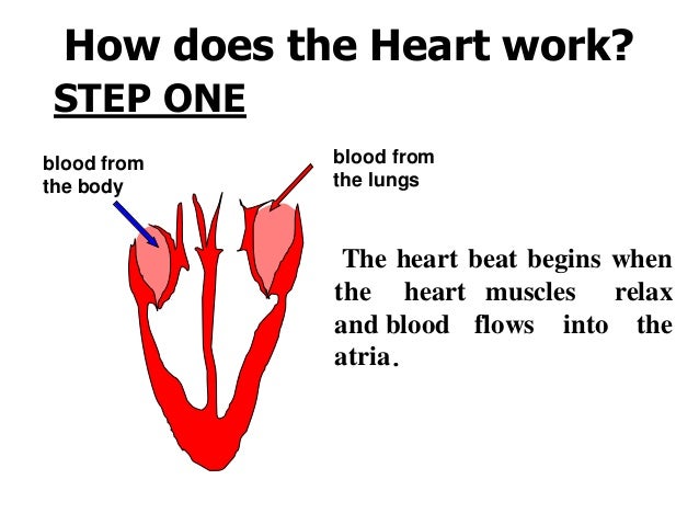 cardiovascular system how do the heart works