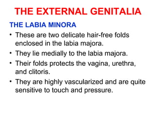THE EXTERNAL GENITALIA
THE LABIA MINORA
• These are two delicate hair-free folds
enclosed in the labia majora.
• They lie ...