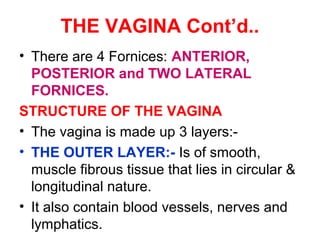 THE VAGINA Cont’d..
• THE MIDDLE LAYER:- Is of elastic connective
tissue or muscle. It also contain numerous
blood vessels...