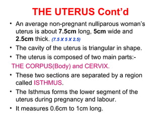 THE UTERUS Cont’d.
THE CORPUS (Body)
• The Corpus is the body of the uterus. The
upper segment of the corpus is dome-
shap...