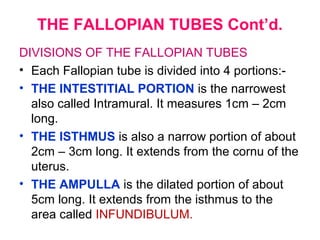 THE FALLOPIAN TUBE
 