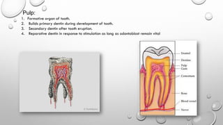 Pulp:
1. Formative organ of tooth.
2. Builds primary dentin during development of tooth.
3. Secondary dentin after tooth e...