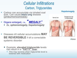 Lect 2- cellular adaptation | PPT
