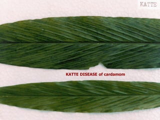 KATTE DISEASE of cardamom
 
