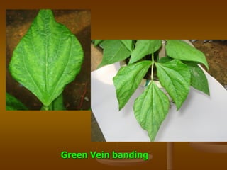 Green Vein banding
 