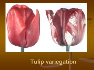 Tulip variegation
 