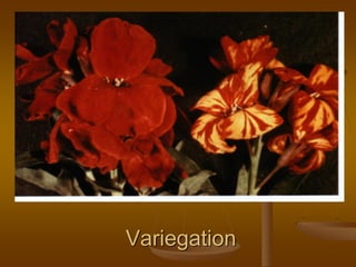 Variegation
 