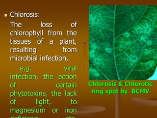  Chlorosis:
The loss of
chlorophyll from the
tissues of a plant,
resulting from
microbial infection,
e.g. viral
infection, the action
of certain
phytotoxins, the lack
of light, to
magnesium or iron
Chlorosis & Chlorotic
ring spot by BCMV
 