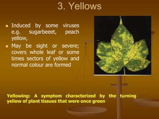 3. Yellows
 Induced by some viruses
e.g. sugarbeeet, peach
yellow,
 May be sight or severe;
covers whole leaf or some
times sectors of yellow and
normal colour are formed
Yellowing: A symptom characterized by the turning
yellow of plant tissues that were once green
 