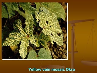 Yellow vein mosaic Okra
 