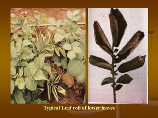Typical Leaf roll of lower leaves
 