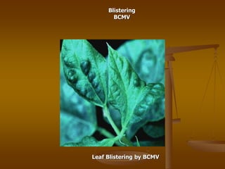 Blistering
BCMV
Leaf Blistering by BCMV
 