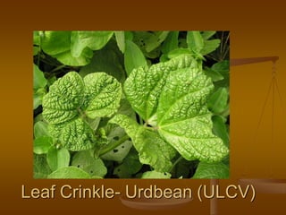Leaf Crinkle- Urdbean (ULCV)
 
