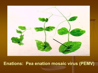 Enations: Pea enation mosaic virus (PEMV)
 