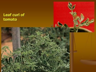 Leaf curl of
tomato
 
