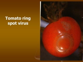 Tomato ring
spot virus
 