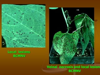 Local lesions
BCMNV
Veinal necrosis and local lesions
BCMNV
 