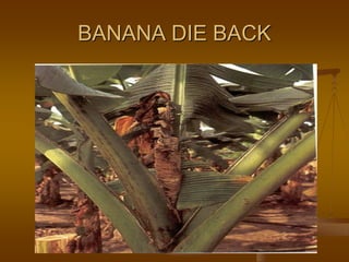 BANANA DIE BACK
 