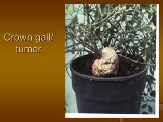 Crown gall/
tumor
 
