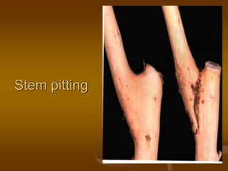 Stem pitting
 