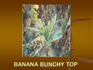 BANANA BUNCHY TOP
 