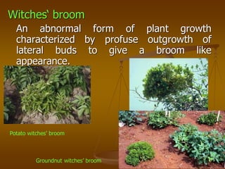 Witches‘ broom
An abnormal form of plant growth
characterized by profuse outgrowth of
lateral buds to give a broom like
appearance.
Potato witches’ broom
Groundnut witches’ broom
 